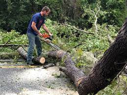 Trusted Lookout Mountain, GA  Tree Services Experts