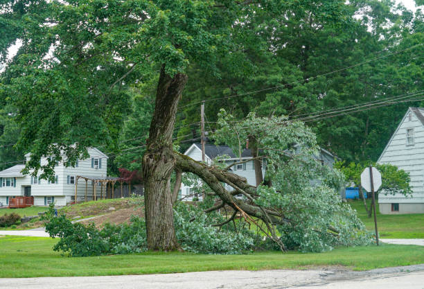 Best Tree Removal  in Lookout Mountain, GA