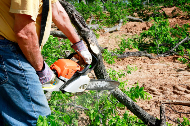 Why Choose Our Tree Removal Services in Lookout Mountain, GA?